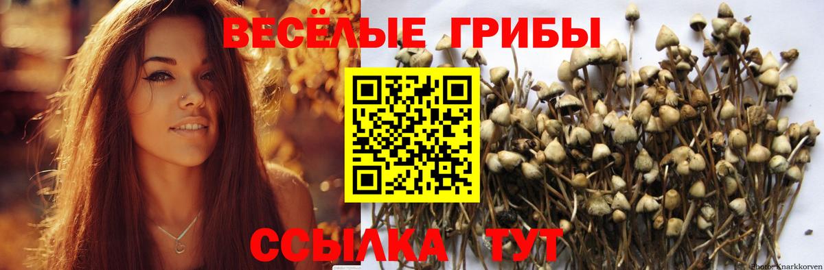Галлюциногенные грибы Psilocybine cubensis Протвино
